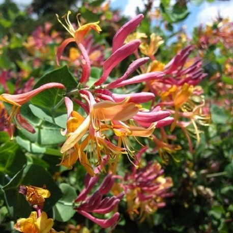 Madreselva American Beauty (Lonicera) - Maceta de 1.5 litro (Planta trepadora - Madreselva - Planta adulta) - Resistente a las heladas: excelente | ClematisOnline Cover