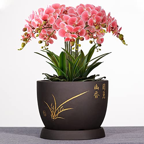 Grand pot de plantes succulentes et contenant rond pour bonsaï de jardin