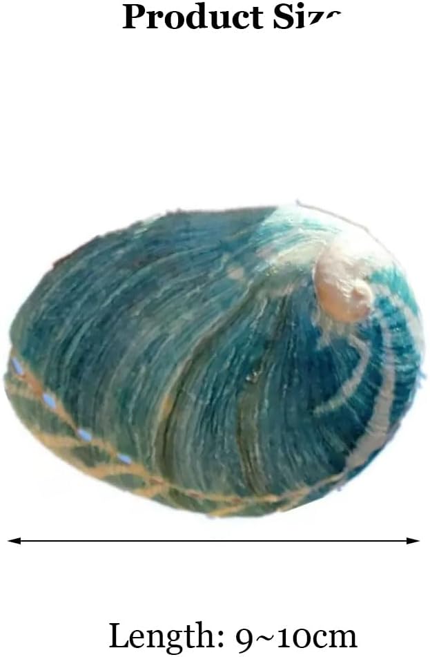 Natural sea Shell, Large Conch Shell, Large Natural Sea Shells 9~10Cm Sky Blue Abalone Shell Or Wedding Beach Theme Party Decor Fish Tank Ornament DIY Craft Collector