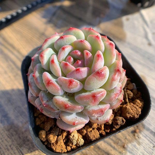 Amazon.co.jp: 農園直売 多肉植物 寄せ植え エケベリア属