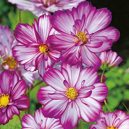 Rare Exotic " Sweet Kisses " Cosmos Flower 30 Seeds Pack for growing