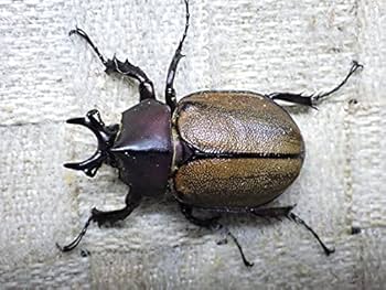 Amazon | マルガリータヒナカブト 生体 (40ミリ36ミリ新成虫ペア