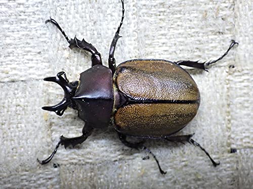 Amazon | マルガリータヒナカブト 生体 (40ミリ36ミリ新成虫ペア
