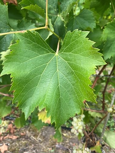 Verdelet | robuste & winterharte Tafeltraubenrebe | Frühe Reife & kräftiger Wuchs | Ideal für Garten & Balkon | 3-jährige getopfte Weinrebe