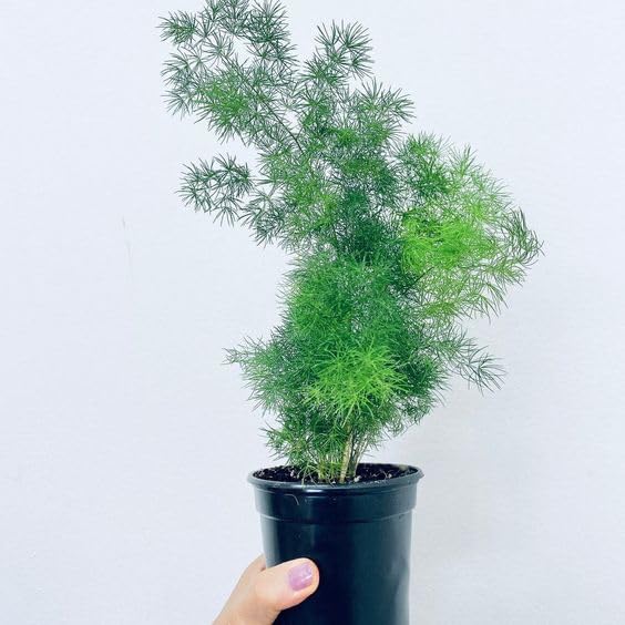 Live Shatavari-Medicinal Plant, Shatavar-(Asparagus Racemosus) Herbal Plant (1 Healthy Plant With Black Pot) (B0CYBS7G5J) Amazon Price History, Amazon Price Tracker