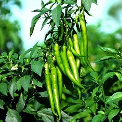 Live Green Small Chilli/Mirch Vegetable Plant For Home Garden - Healthy Live Plant (B0B5V4BYKY) Amazon Price History, Amazon Price Tracker