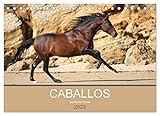 Caballos Spanische Pferde 2023 (Tischkalender 2023 DIN A5 quer), Calvendo Monatskalender