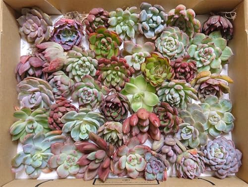 25112608 A 40 񂹐AZbg Zbg