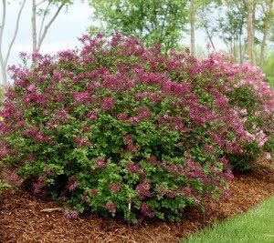 Dark Purple Bloomerang Lilac - Two Gallon Container