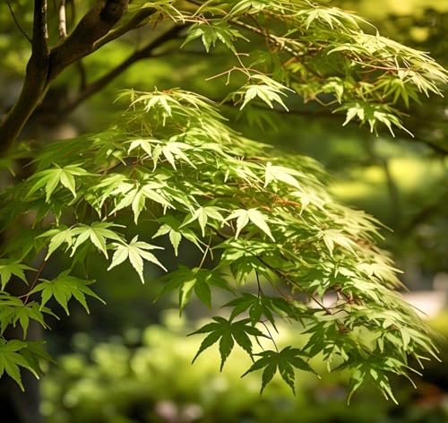 Image of Japanese Maple Coonara Seed Pack (35 Seeds) - Grow Your Own Stunning Maple Tree Indoors or Outdoors