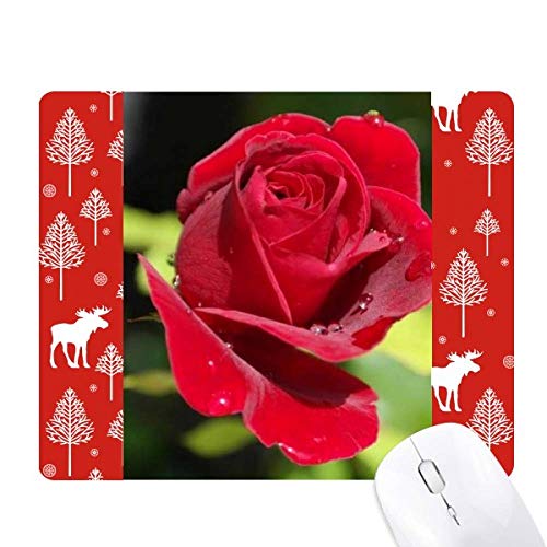 Roses rouges foncées à offrir pour un Noël magique thème faune de la forêt