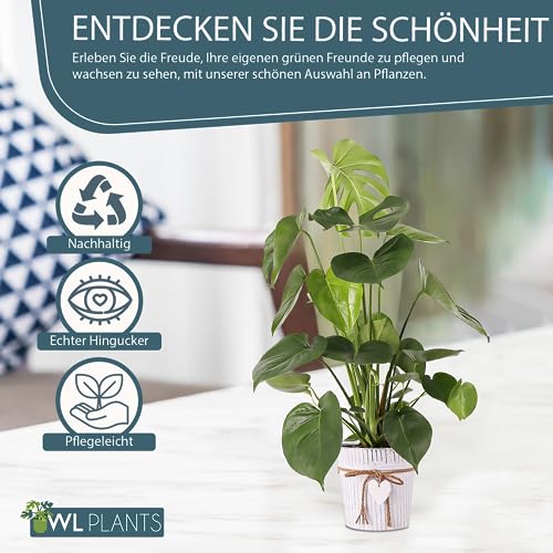 WL Plants Monstera Deliciosa Zimmerpflanze - Exotische Zimmerpflanzen - Topfpflanzen echt - Grünpflanzen Luftreinigend - Pflanzen Höhe +/- 65cm inkl. Deko-Eimer Ø19cm - Indoor plants – Bild 3