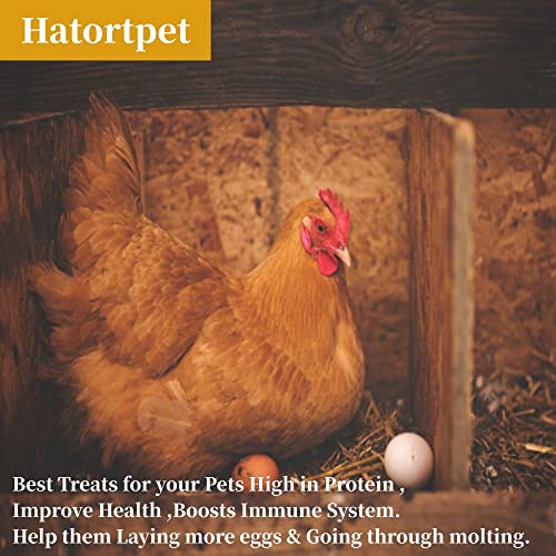 Hatortpet 20Lb High Protein Dried Mealworms For Birds, Chickens And Small Pets (Pack Of 2)… #TOP4