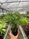 Norfolk 'Island Pine' | Live Plant for Indoor & Outdoor | House Plant Decor Size: 4" Pot
