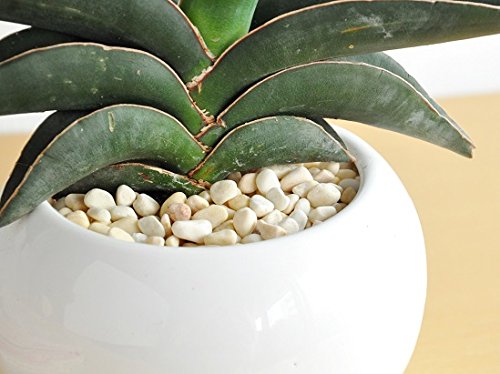 サンスベリアおすすめ33種類の特徴 育て方 人気 希少種までご紹介 暮らし の