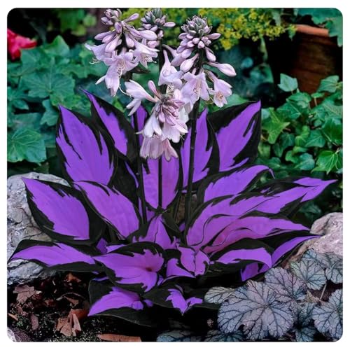 Hosta,Perfetto per i bordi-Garden,capolavori in vaso eleganti,Sorprendente-pali da giardino premium,hosta in vaso,Rizoma Di Hosta.-8lampadine-A