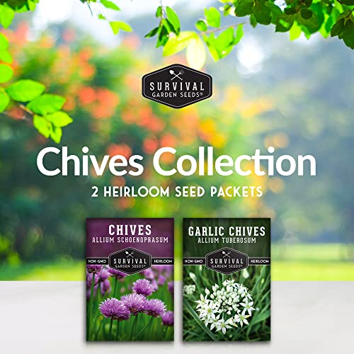 Chive Seed Collection - Common & Garlic Chives – 2 Packets of Non-GMO Heirloom Open-Pollinated Herb Seed Varieties to Plant in Your Vegetable Garden – Seed Saver Instructions - Survival Garden Seeds - Image 2