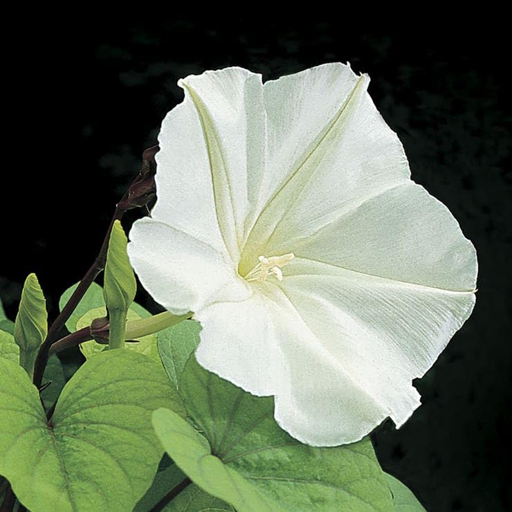 Park Seed Moonflower