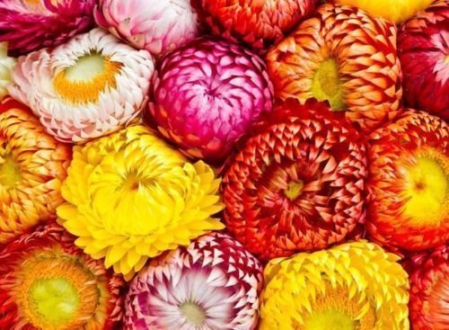 Flower Seed - Straw Flower Mix - Helichrysum bracteatum - Pack of 200 Seeds by Seedscare India (B01GJVFCXS) Amazon Price History, Amazon Price Tracker