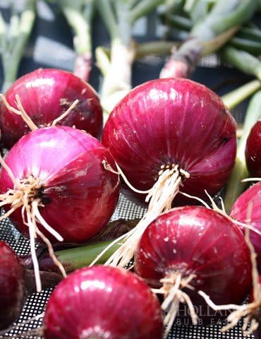 Miniatura 2 de Bulbos de semillas de cebolla roja para plantar, bulbos de cebolla viva de 1 libra, listos para plantar, bombillas tradicionales