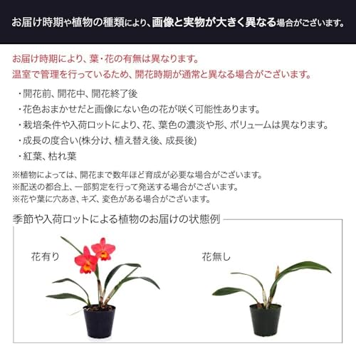 【charm】（観葉植物）苔テラリウム クラマゴケ ガラスボトルミニ 説明書付 5枚目