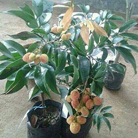 Mphmi Nurseryplant Rare Lychee, Litchi Fruit Plant - 1 Layering Live Plant (B09NMJJHXV) Amazon Price History, Amazon Price Tracker