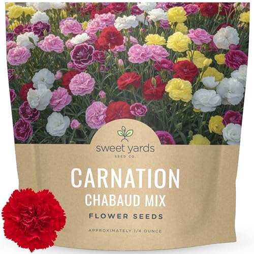 Carnation Chabaud Mix Large 1/4 Ounce Seed Packet 4 000 Flower Seeds for Planting Dianthus caryophyllus