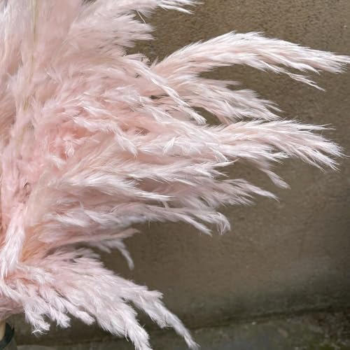 Pampas Grass Large 10Pcs Pink Dried Flower Decor miniatura 6