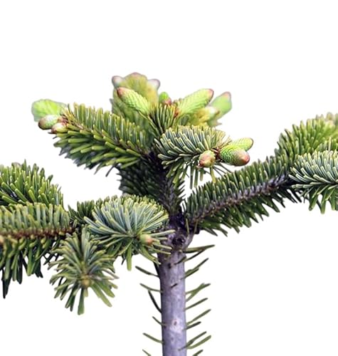 Planta natural conifera Abies Koreana. Abeto Koreano de 20 cm. Una excelente opción ornamental. En su madurez destaca piñas erectas de color púrpura-azulado. Segura Garden.