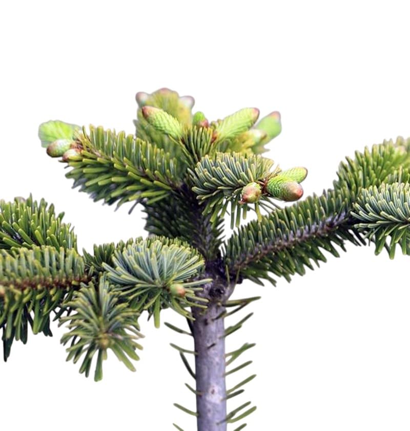 Planta natural conifera Abies Koreana. Abeto Koreano de 20 cm. Una excelente opción ornamental. En su madurez destaca piñas erectas de color púrpura-azulado. Segura Garden.