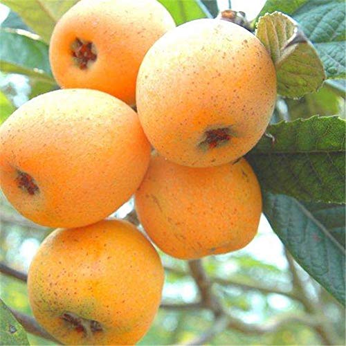 Maserfaliw Loquat Tree Seed 20Pcs Loquat Tree Seed Moistening Lung Relieving Cough Fruit Garden Yard Plant Loquat Seed