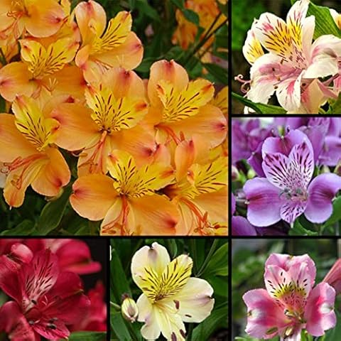 yanbirdfx Green Garden Flower Plants-100 Pcs Alstroemeria Lily Seeds Mix Colors Flowers Home Plant Garden Decor Cover