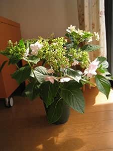 Amazon Co Jp 紫陽花5号 墨田の花火アジサイ 贈り物に紫陽花 Diy 工具 ガーデン