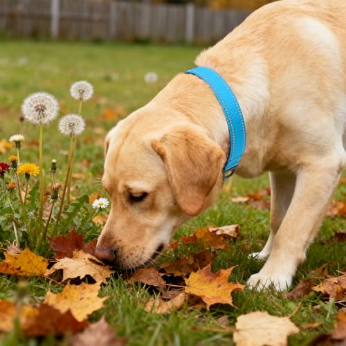 Image of Taglory Reflective Dog Collar for Large Dogs, Soft Neoprene Padded with Escape-Proof Locking Buckle, Upgraded Zinc Alloy Ring, Adjustable for Pitbull Labrador Retriever, SkyBlue,L