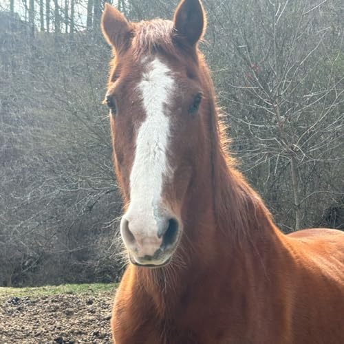 Untethering from Death Book! Psalm 55 Frontlines SpiritWars Podcast Por  arte de portada