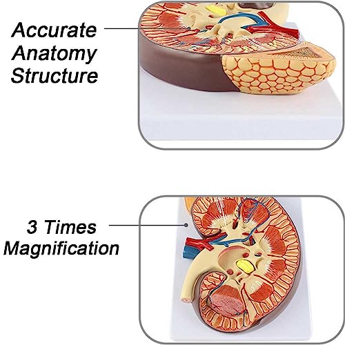 Modèle de rein d'anatomie rénale avec structure anatomique précise et finitions nettes