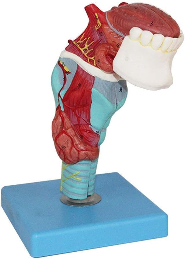 Modèle de dents linguales et larynx trachéal pour recherche médicale
