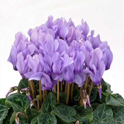 予約販売 シクラメン 苗 ドラゴン ライトブルー 9cmポット 花苗 ガーデニング 苗 prw 11月下旬以降発送のサムネイル