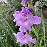Bulbos de gladiolo morado resistentes - 20 piezas bulbos de gladiolo comprar bulbos de gladiolo flores de primavera, plantas hidropónicas flores de balcón, bulbo de Gladiolus gandavensis jardín d