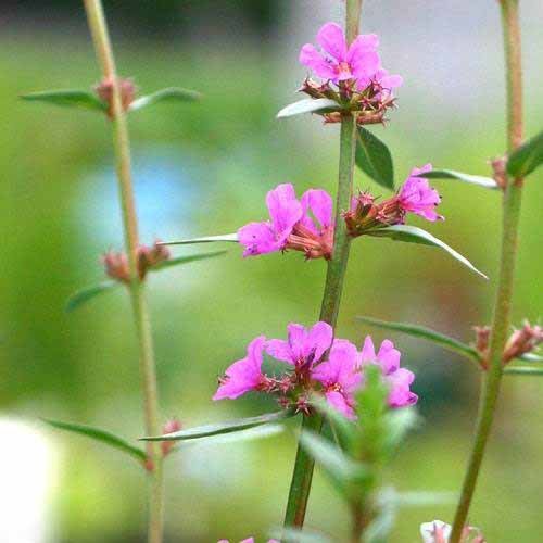 （ビオトープ）水辺植物 ミソハギ（１ポット）（休眠株） 抽水～湿生植物