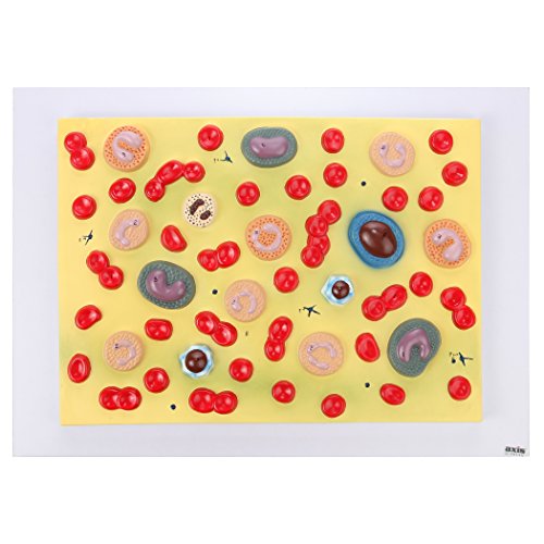 Axis Scientific Anatomy Model of Human Red Blood Cells, Enlarged Model with Cellular Detail of Plasma, Platelets, Granulocytes, and Monocytes, Full-Color Product Manual Included