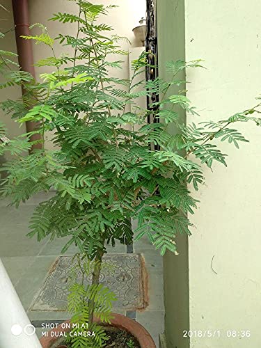 Image of Kalfo Live Real Sami Medicinal Plant Sanidev Shami Pooja Plant Sami Plant for Home and Garden Prosopis Cineraria Plant Shami Plant with Plastic Pot