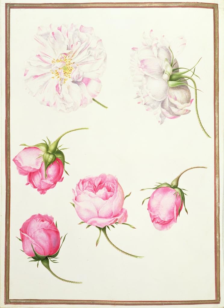 Toile Nicolas Robert Six têtes de roses à l'ancienne impression murale salon 60x90cm - 5