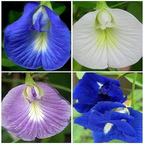 Image of 40 Count || Aparajita Butterfly Pea Flower Seeds, Mixed Colors (Blue, Pink, White, Yellow), Medicinal Climbing Vine, 40 Count