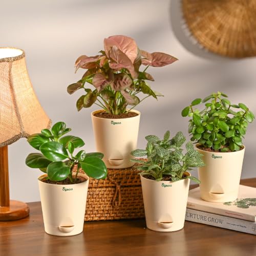 UGAOO Indoor Plants for Home Combo of 4 - Fittonia, Peperomia, Jade Mini & Syngonium Pink | indoor live plants for home