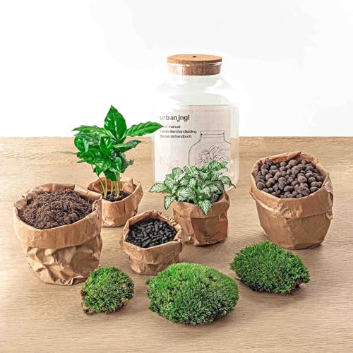 Foto von Flaschengarten • Little Milky + Bonsai + weiße Fittonia + Lampe • Ökosystem mit Pflanzen im Glas • ↑ 25 cm