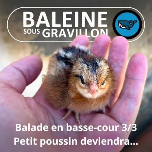 S07E81 Balade en basse-cour 3/3 : Petit poussin deviendra Poule (R&eacute;mi Dupouy)