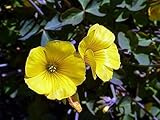Lucky Gold Shamrock 50 Seeds -Oxalis valdiviensis- Rare