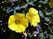 Lucky Gold Shamrock 50 Seeds -Oxalis valdiviensis- Rare