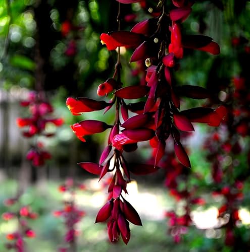Image of Hidden Enterprise Basor Lata Live Flowering Plant for Outdoor Garden Balcony Terrace | Fast Growing Vine with Seasonal Blooms | Healthy Plant for Vertical Gardening and Natural Green Landscaping